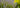 Verwendung und Wirkungen von echtem Lavendel